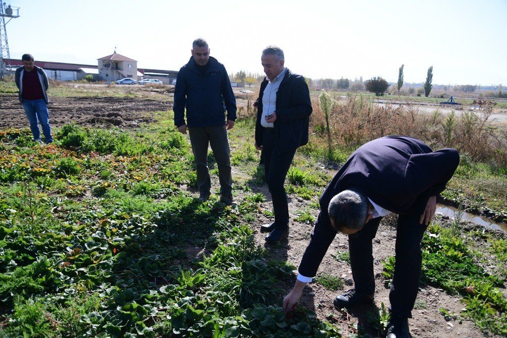 Çilekte Marka Şehir Kayseri