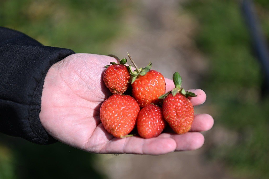 Çilekte Marka Şehir Kayseri