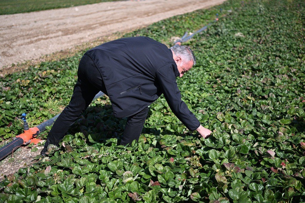 Çilekte Marka Şehir Kayseri