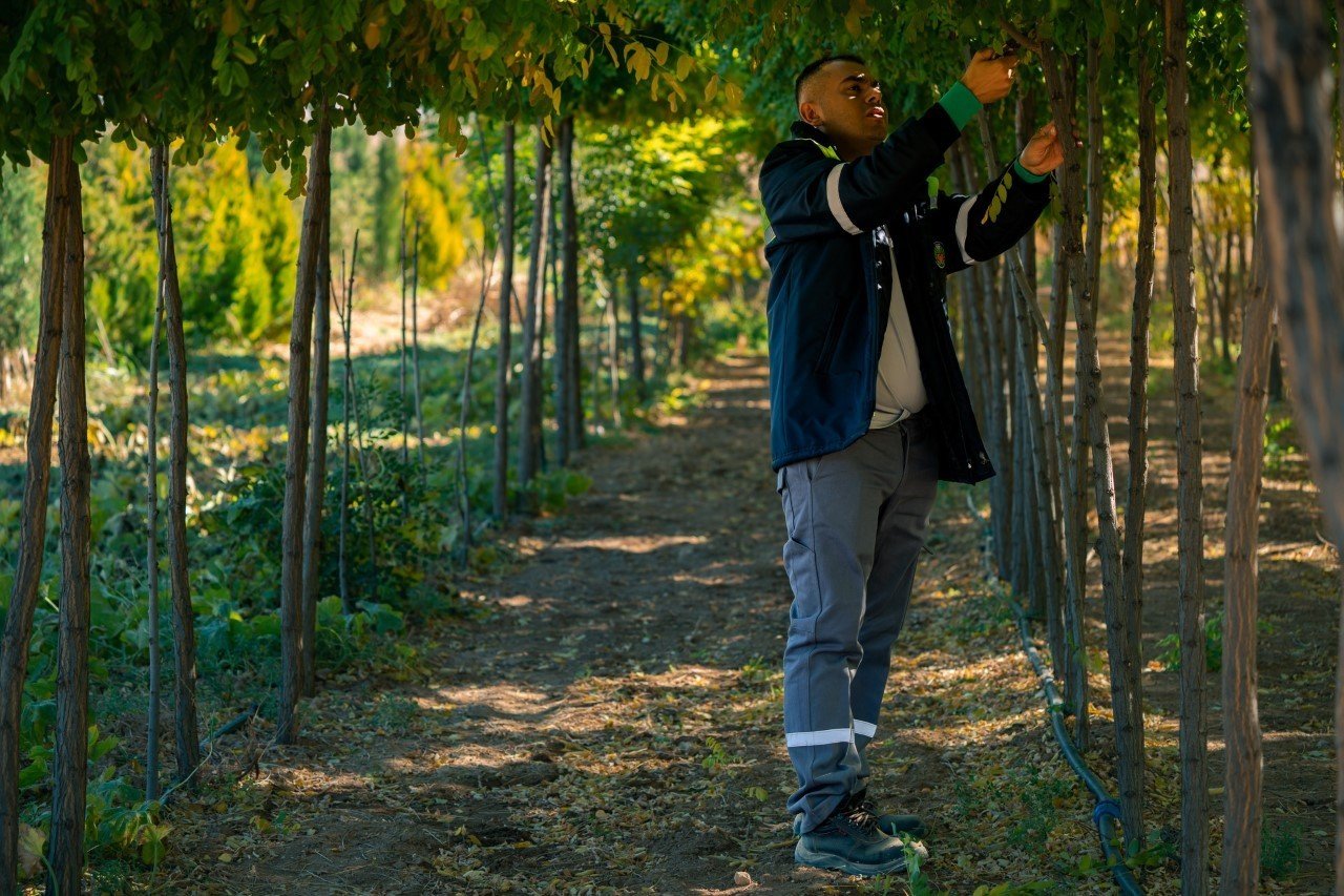 Malatya Büyükşehir, 300 bin metrekare alanda çim ve fidan üretiyor