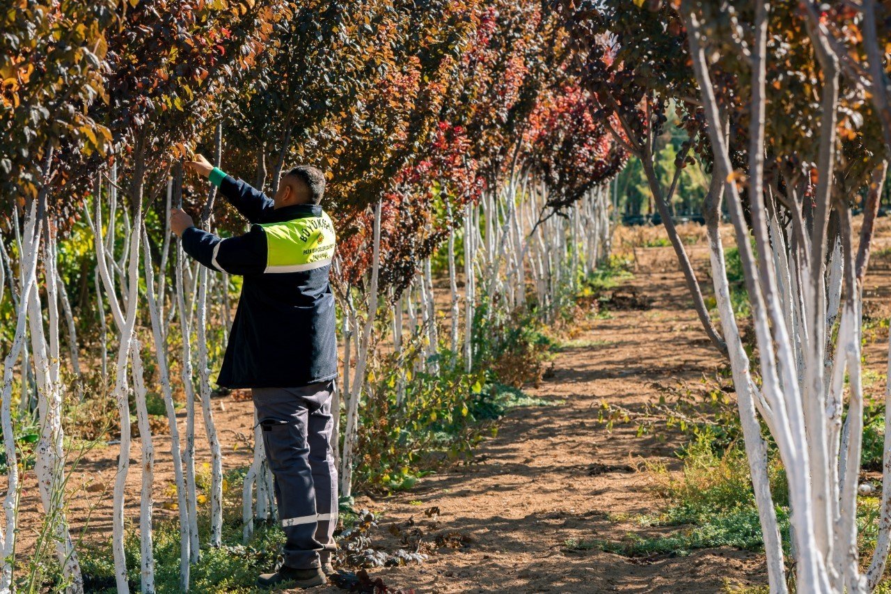 Malatya Büyükşehir, 300 bin metrekare alanda çim ve fidan üretiyor
