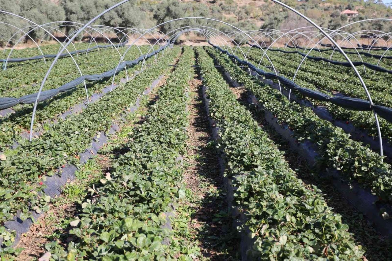 Muğla’da ’Çilek Projesi’ büyümeye devam ediyor