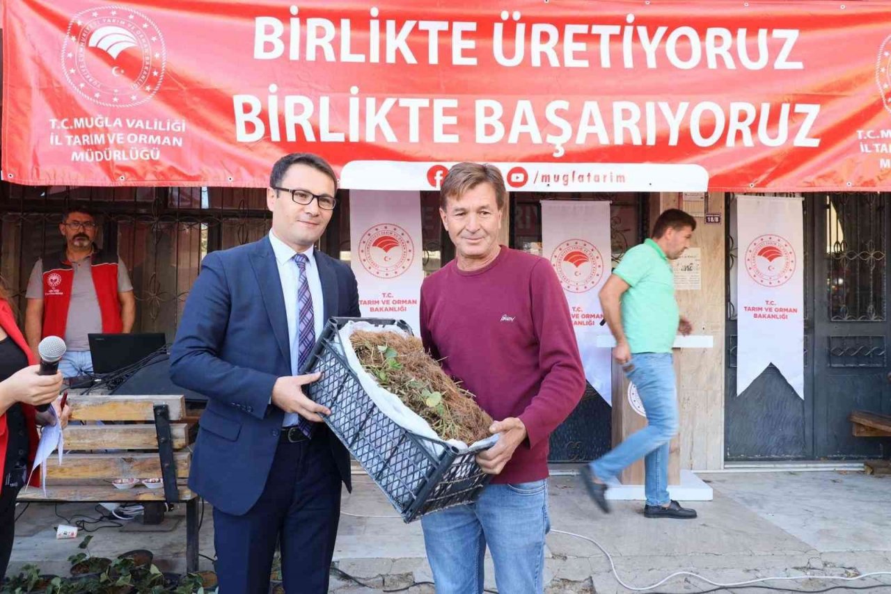 Muğla’da ’Çilek Projesi’ büyümeye devam ediyor