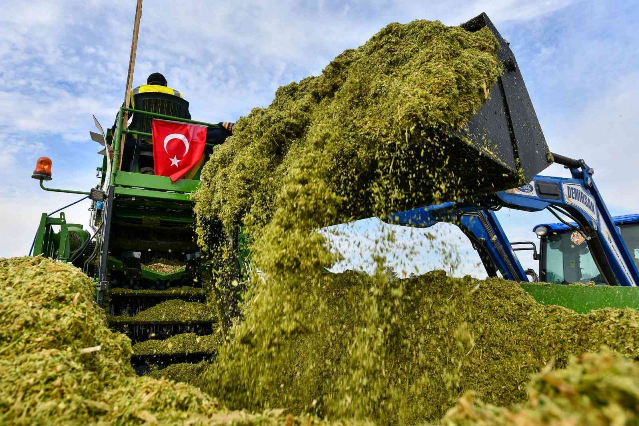 Tarım Kampüsü’nde yetiştirilen silajlık mısır hasadı yapıldı