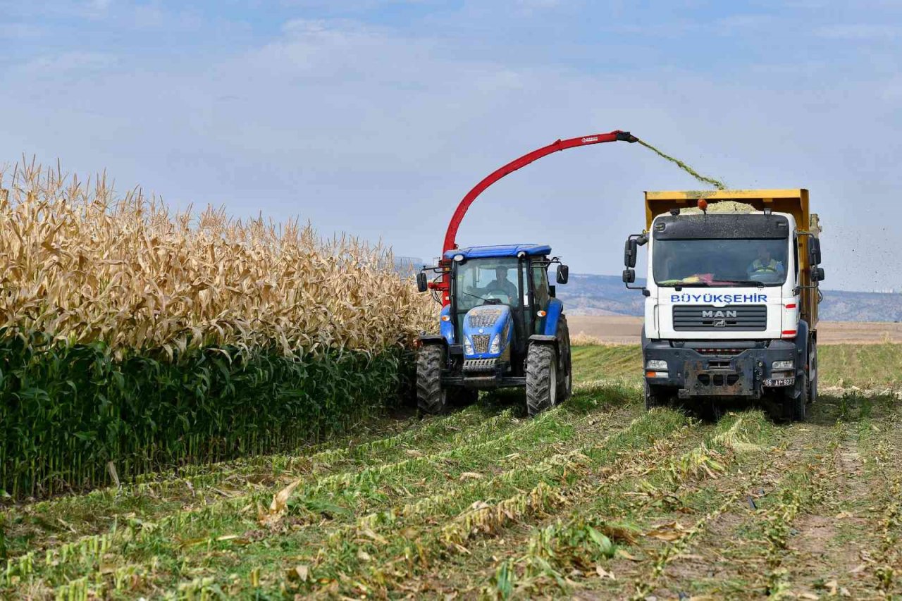 Tarım Kampüsü’nde yetiştirilen silajlık mısır hasadı yapıldı