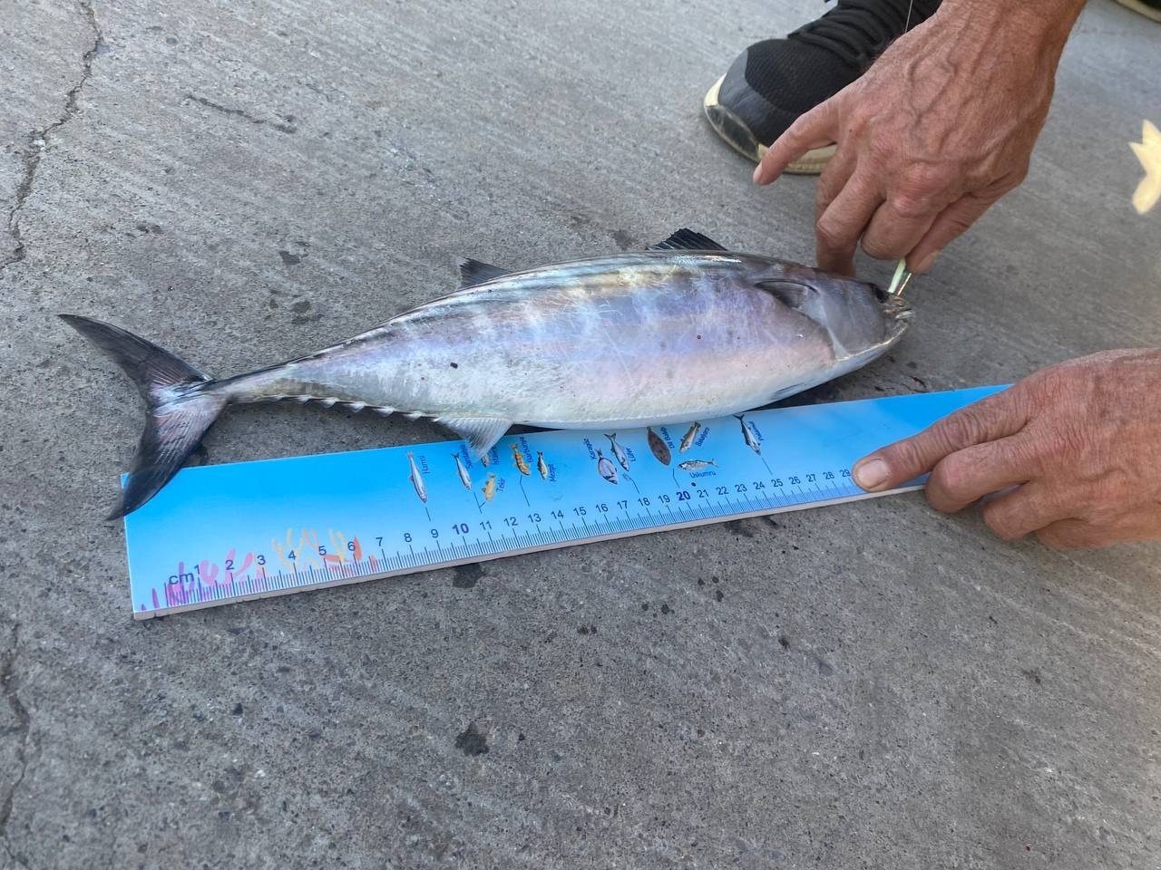 Beykoz’da 200 kişinin katıldığı “Balık Tutma Yarışması” renkli görüntüler oluşturdu