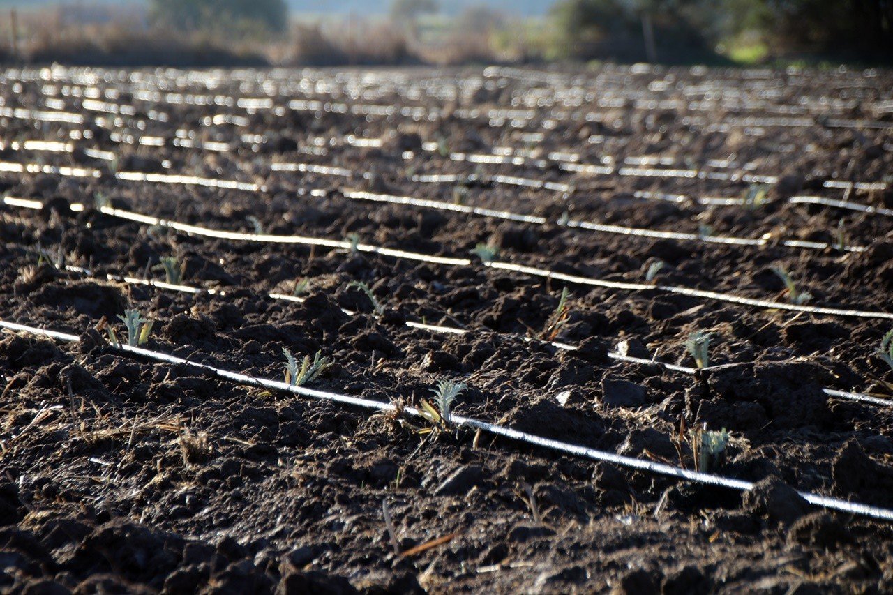 Bodrum Belediyesi’nde drone ile ilaçlama dönemi başlıyor