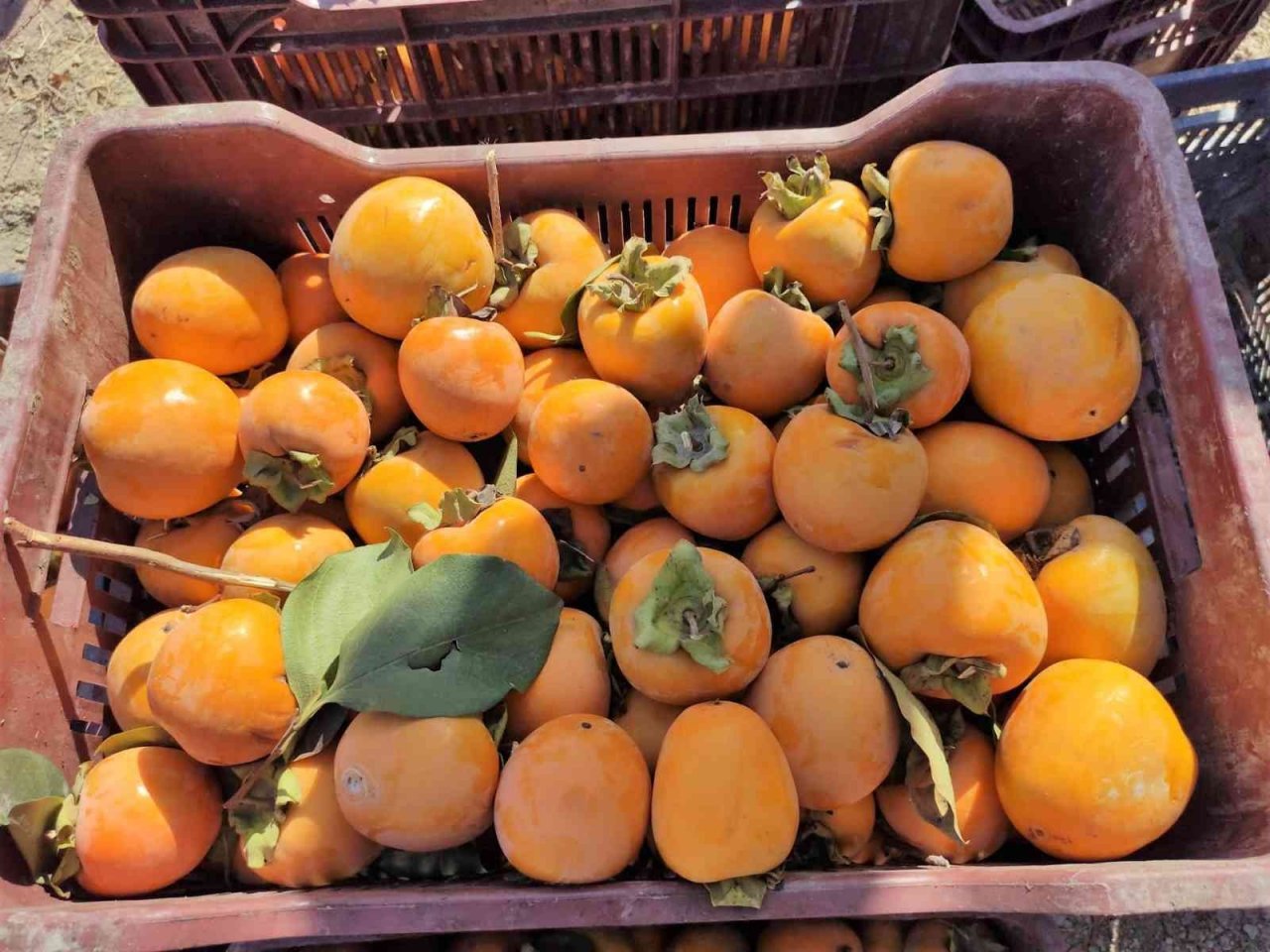 Denizli’de bu yıl 15 bin ton cennet hurması hasat edilecek