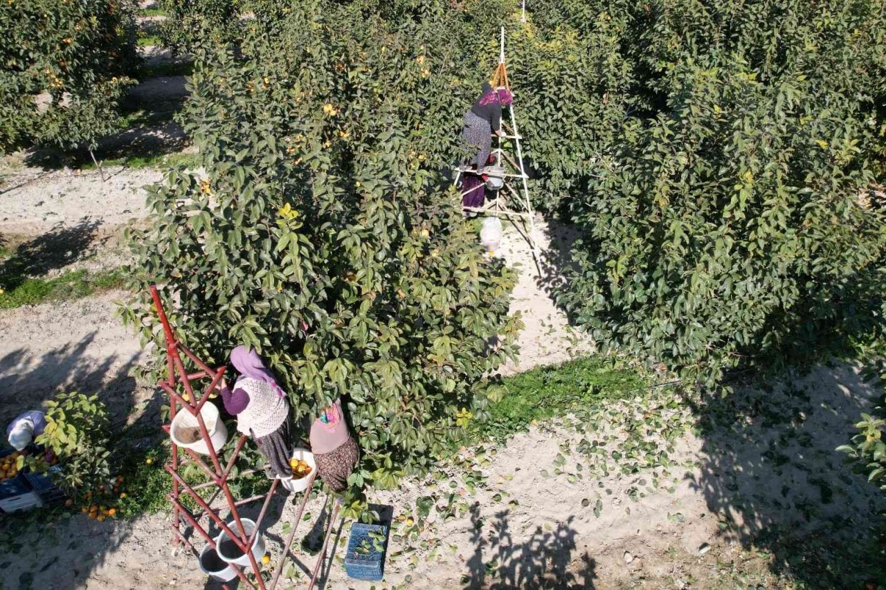 Denizli’de bu yıl 15 bin ton cennet hurması hasat edilecek