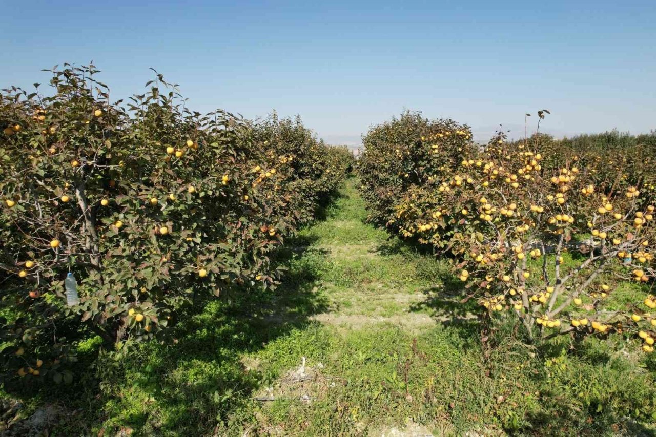 Denizli’de bu yıl 15 bin ton cennet hurması hasat edilecek