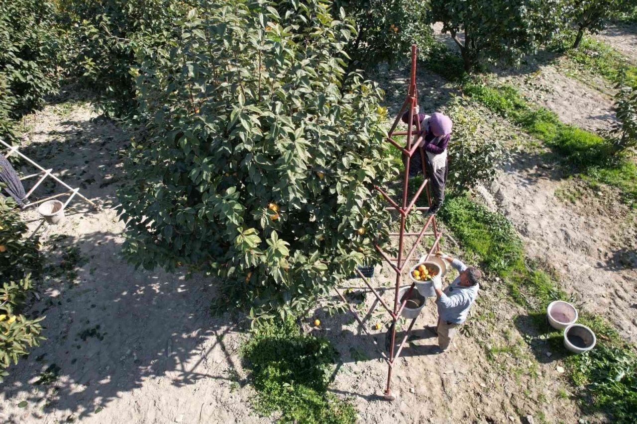 Denizli’de bu yıl 15 bin ton cennet hurması hasat edilecek