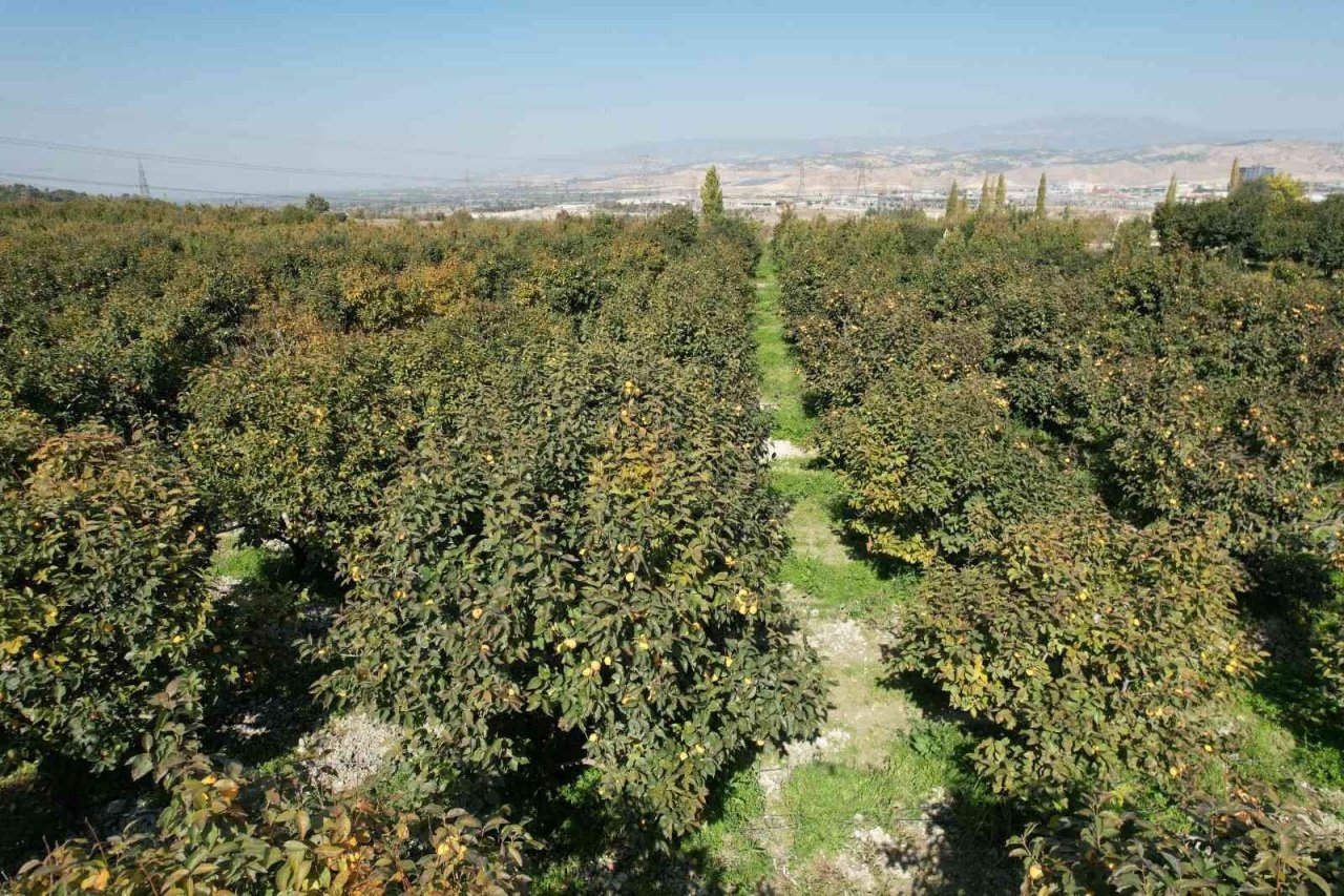 Denizli’de bu yıl 15 bin ton cennet hurması hasat edilecek