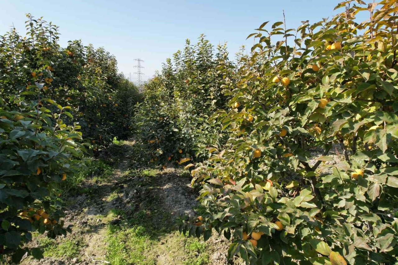 Denizli’de bu yıl 15 bin ton cennet hurması hasat edilecek