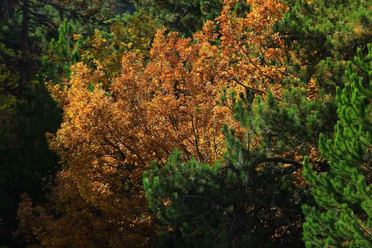 Soğuksu Milli Parkı’nda masalsı sonbahar manzarası
