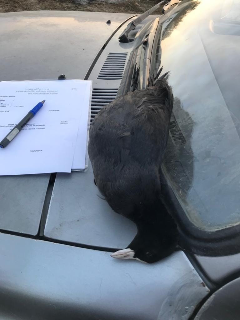 Köyceğiz’de kaçak avcılık yapan iki kişiye işlem yapıldı