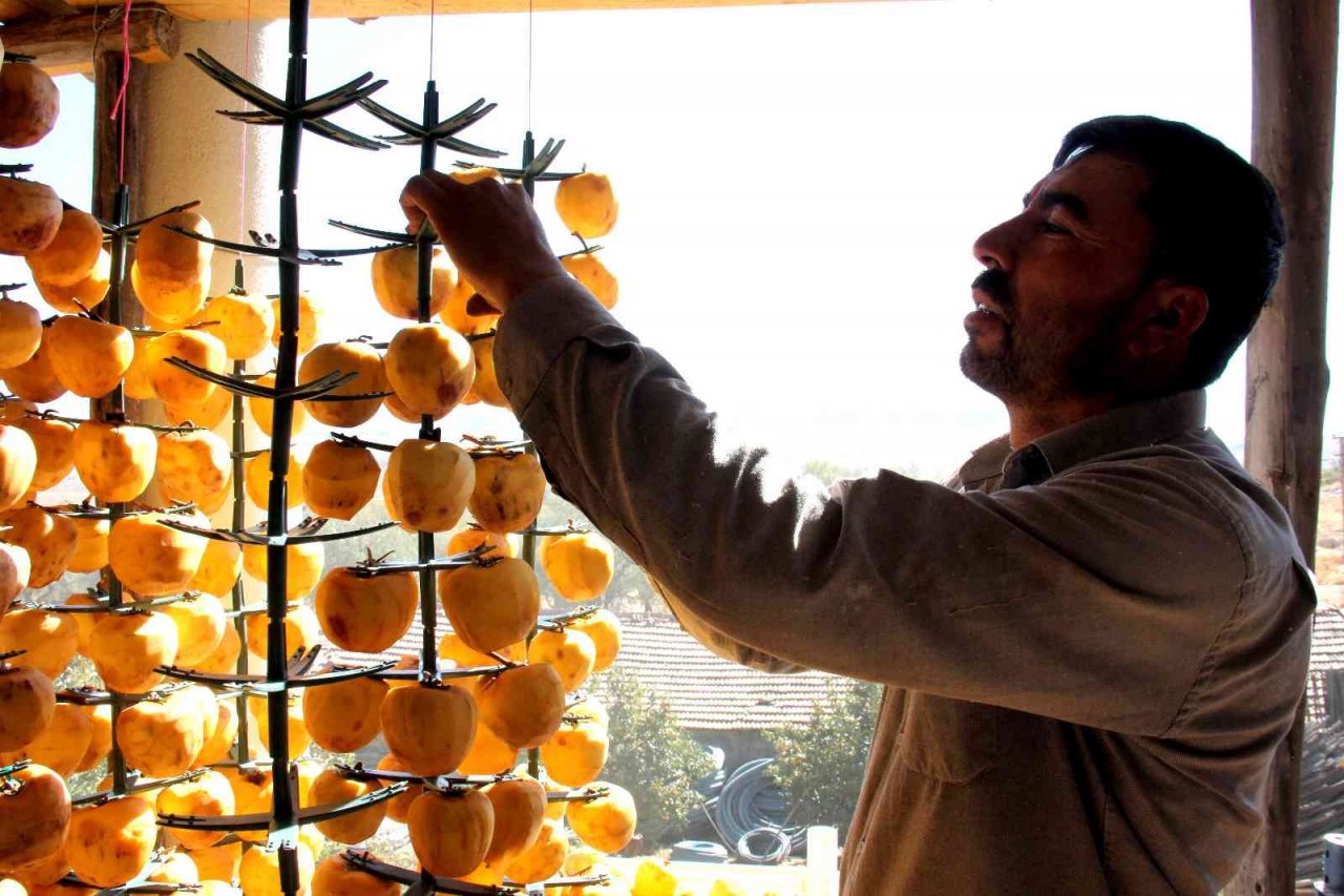 İplere dizilen altın sarısı hurmaların "kuruyemiş" yolculuğu başladı