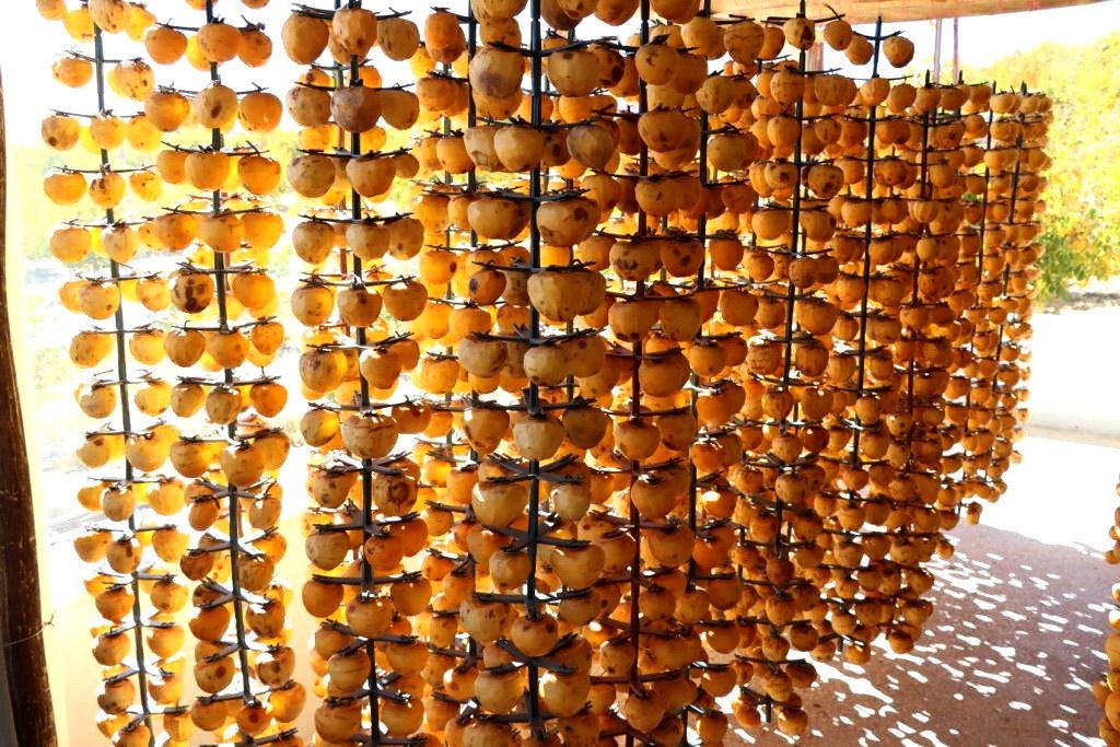 İplere dizilen altın sarısı hurmaların "kuruyemiş" yolculuğu başladı