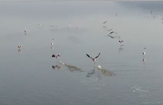 Acıgöl’ün sahipleri böyle görüntülendi