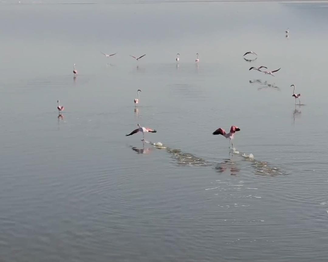 Acıgöl’ün sahipleri böyle görüntülendi