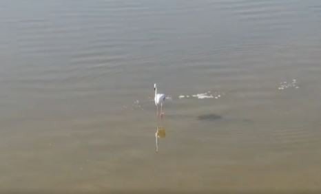 Acıgöl’ün sahipleri böyle görüntülendi