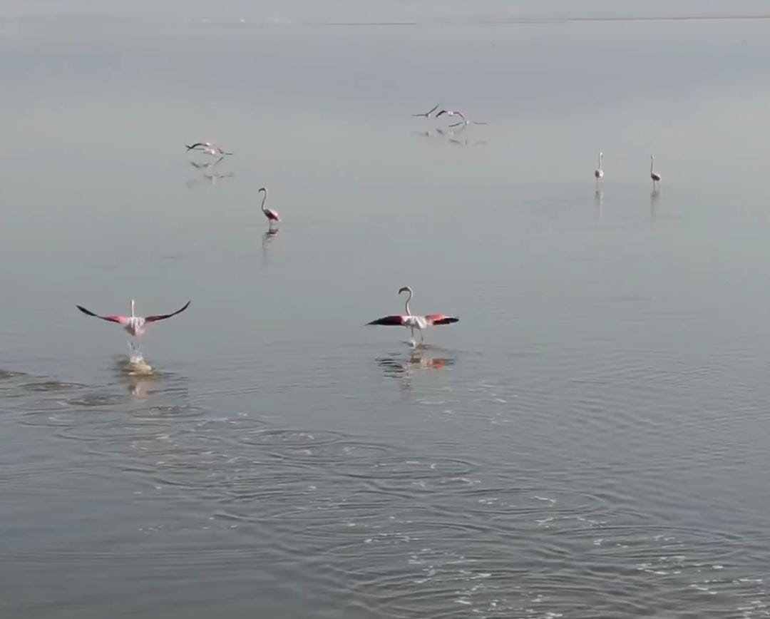 Acıgöl’ün sahipleri böyle görüntülendi
