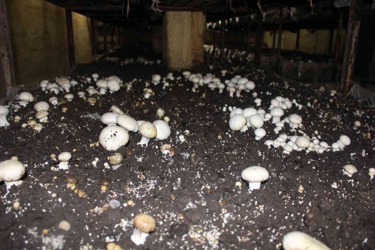 Büyükşehirden, mantar üreticisine ışıklı tuzak desteği