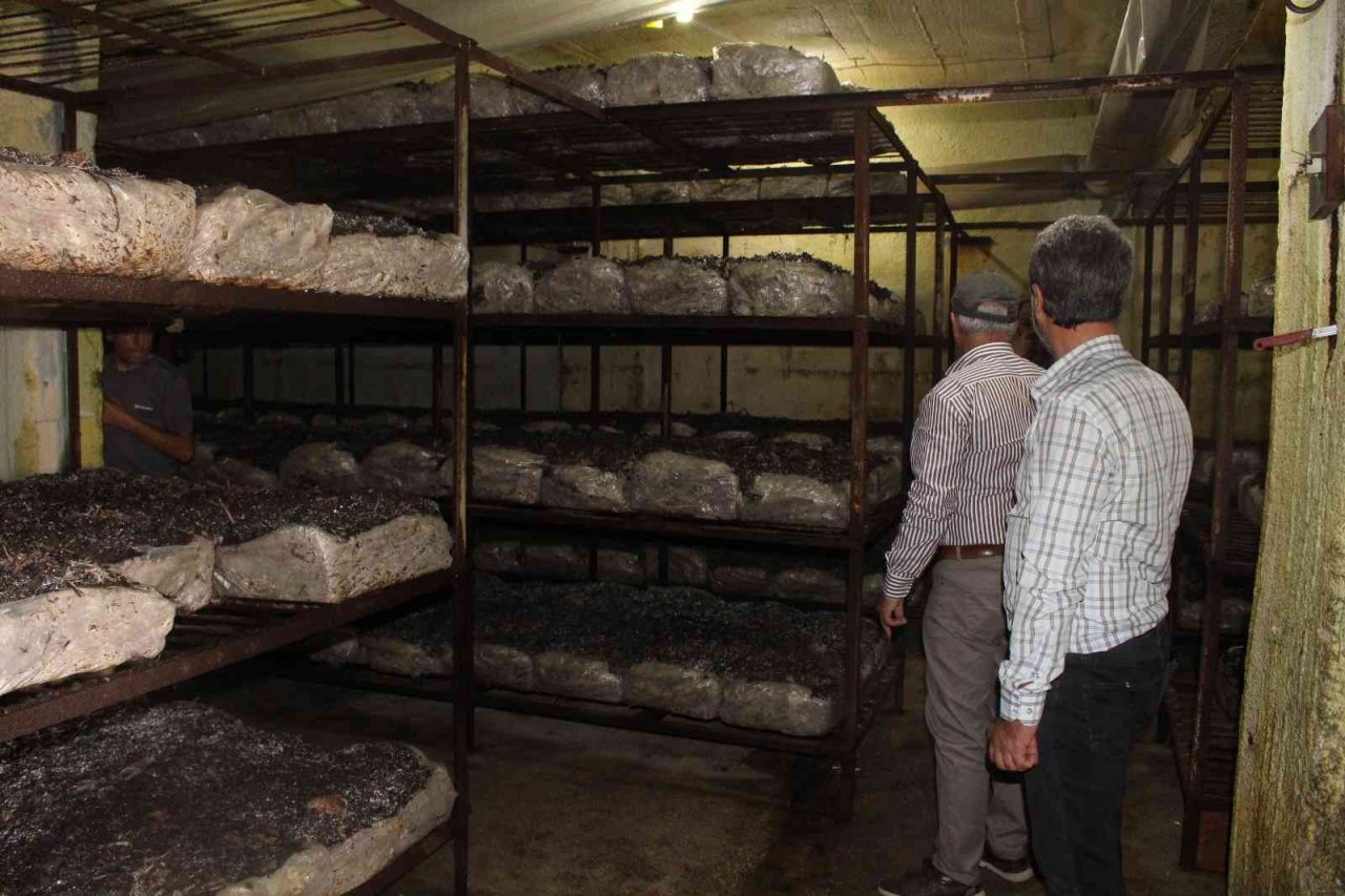 Büyükşehirden, mantar üreticisine ışıklı tuzak desteği