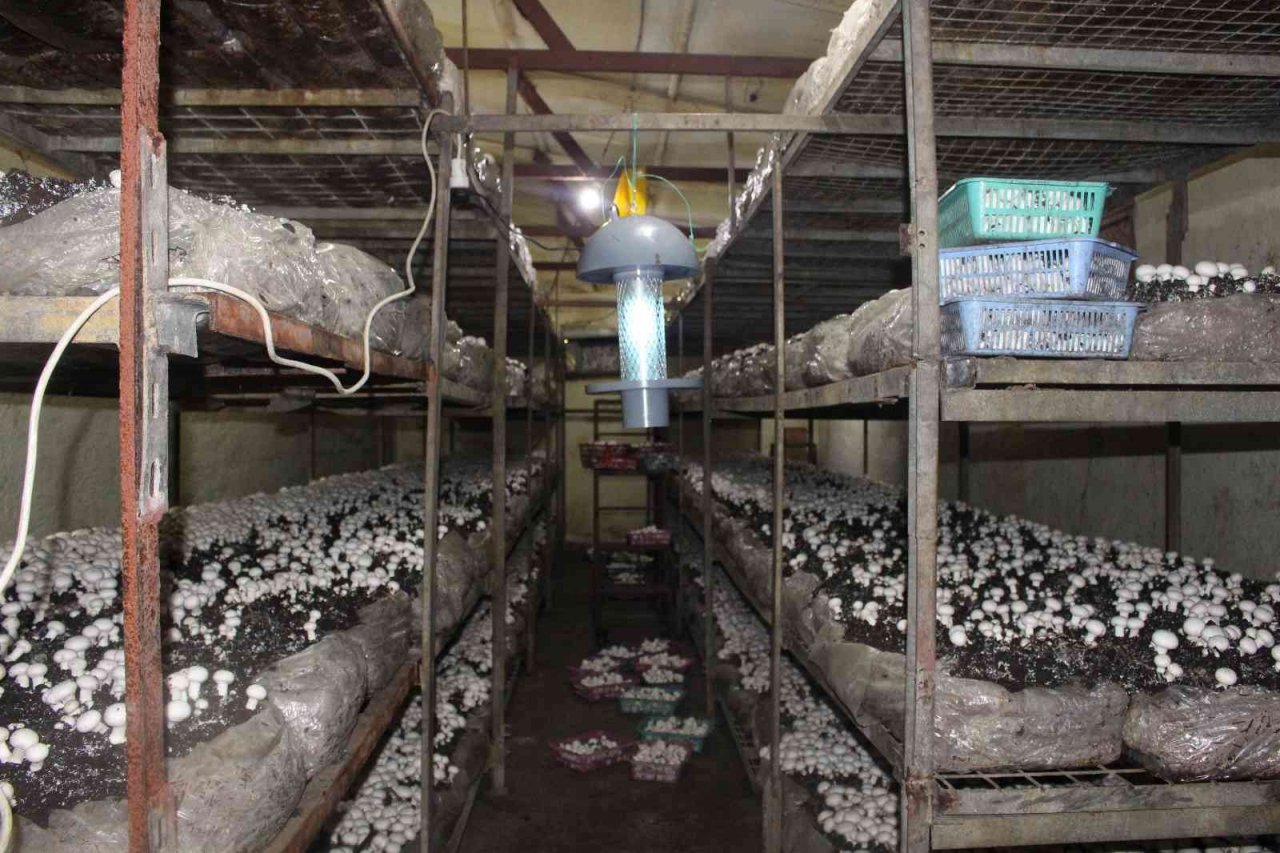 Büyükşehirden, mantar üreticisine ışıklı tuzak desteği