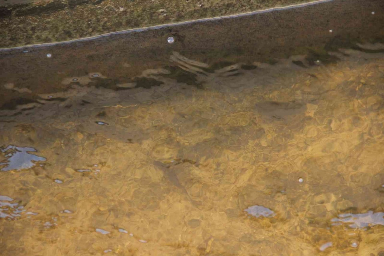 Balıkların yeni adresi atık su arıtma tesisi oldu