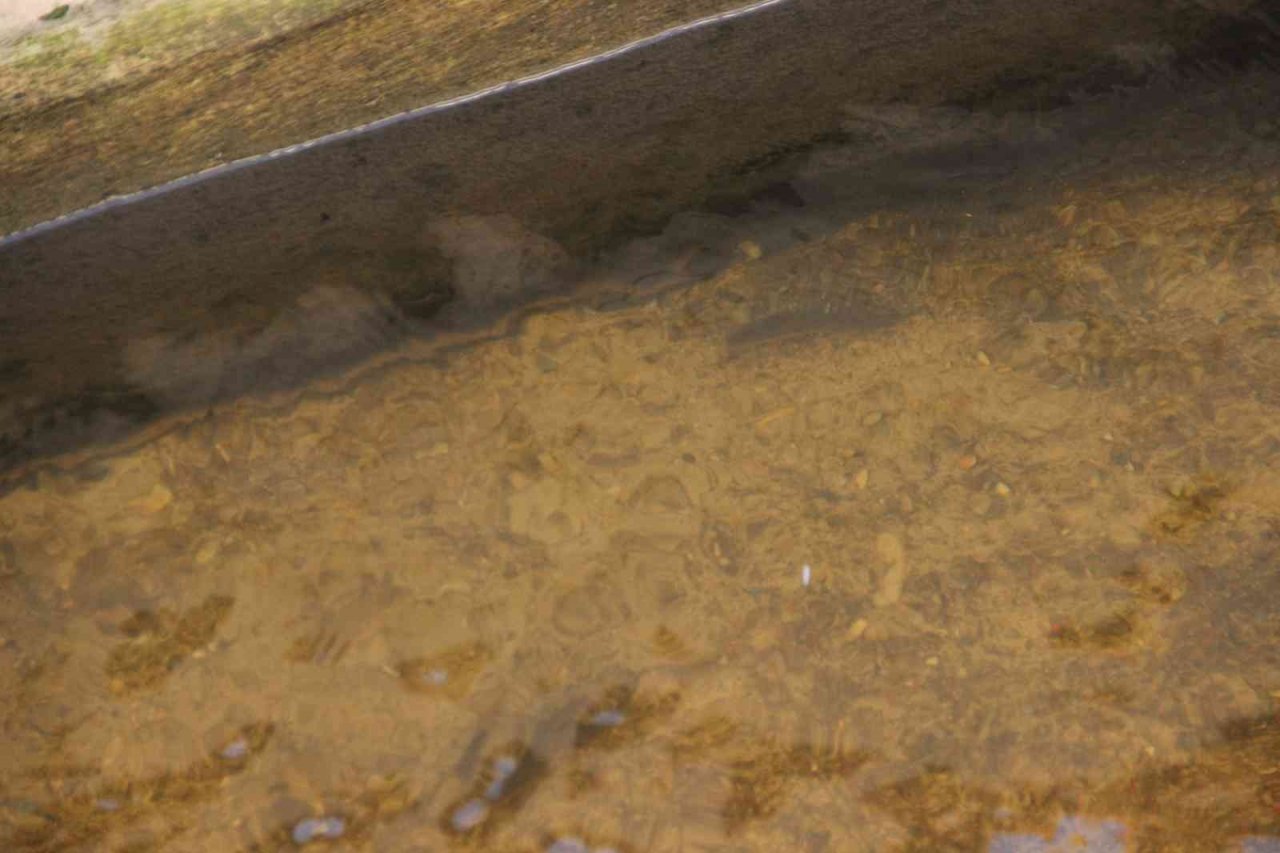 Balıkların yeni adresi atık su arıtma tesisi oldu