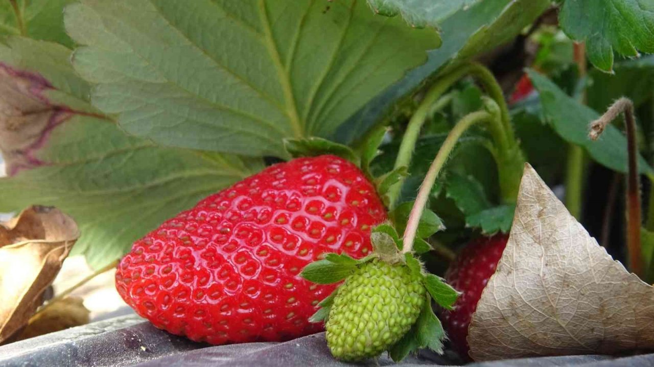 Köylü kadınların hayatı bir fide ile değişti...Köyün tamamı 7 ay çilek üretiyor