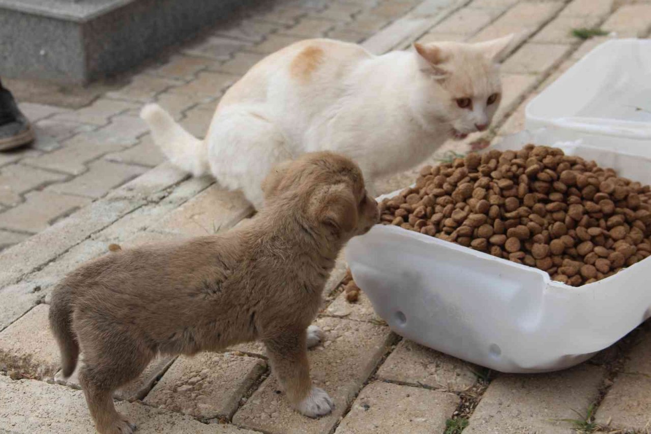 Öğrencilerden anlamlı proje, Şehit Fethi Sekin utulmadı