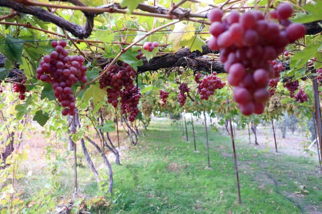 Arsa mahallesi Agro turizm merkezi oluyor