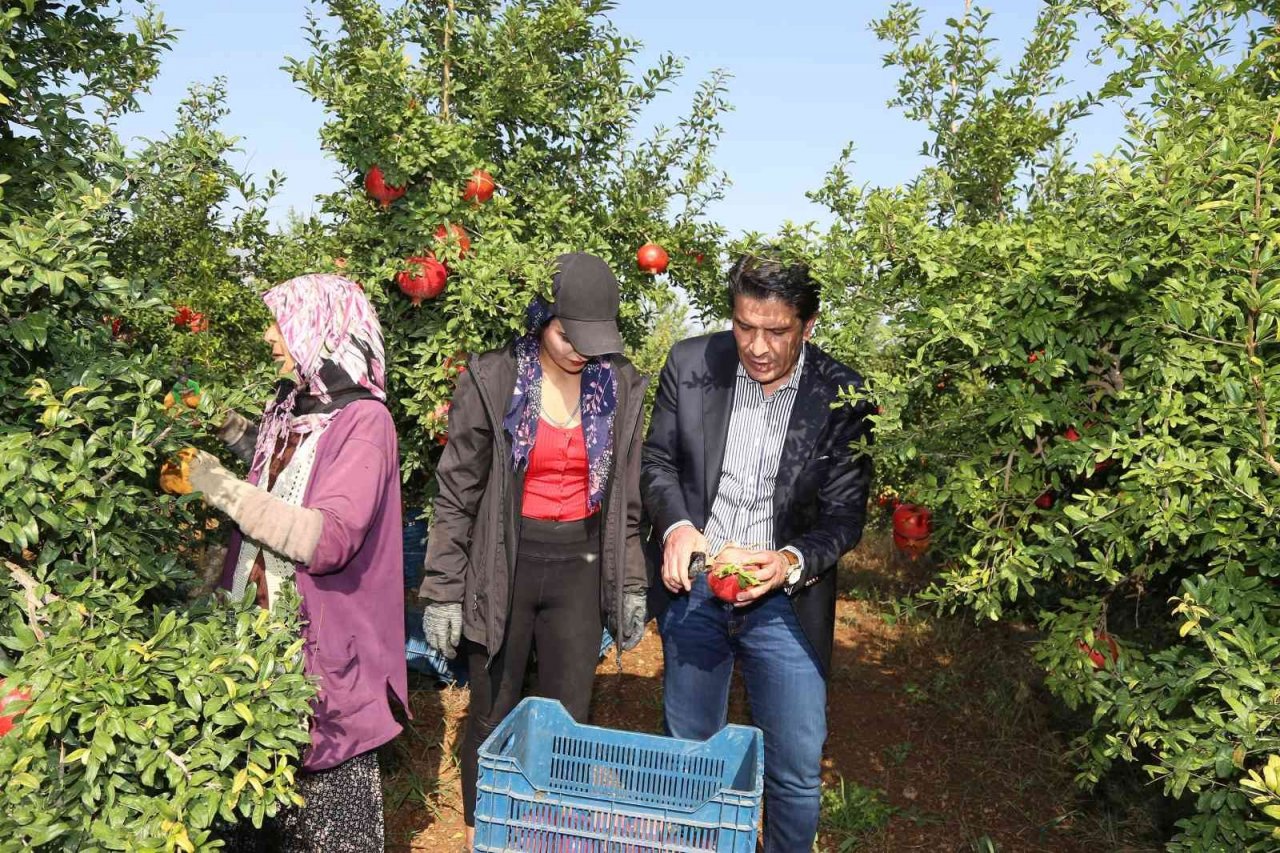 Döşemealtı’nda Nar Çalıştayı düzenlenecek