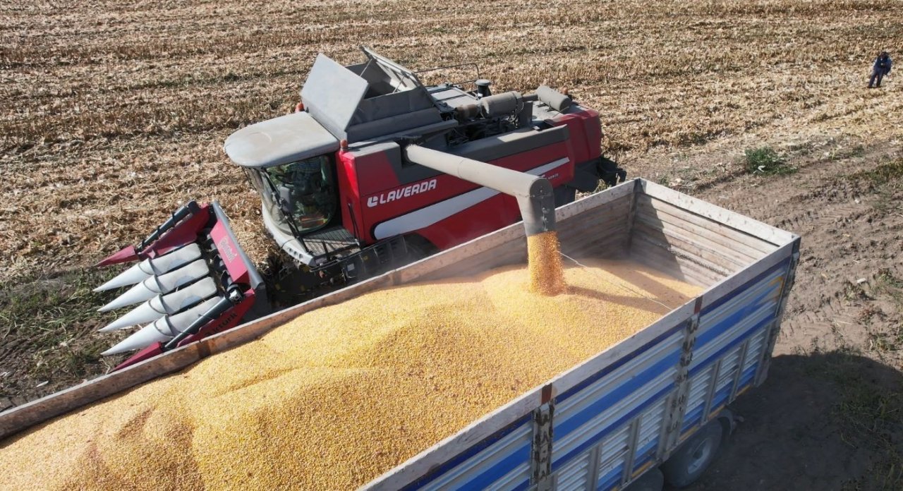 Yemlik dane mısırda hasat başladı