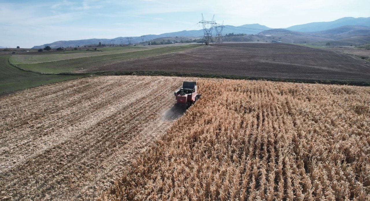Yemlik dane mısırda hasat başladı