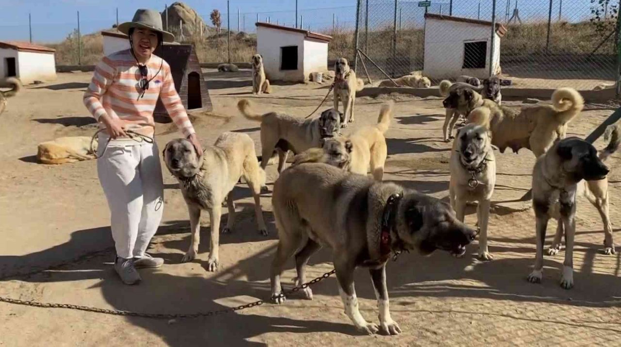 Anadolu Aslan’ı Çin’de boy gösterecek