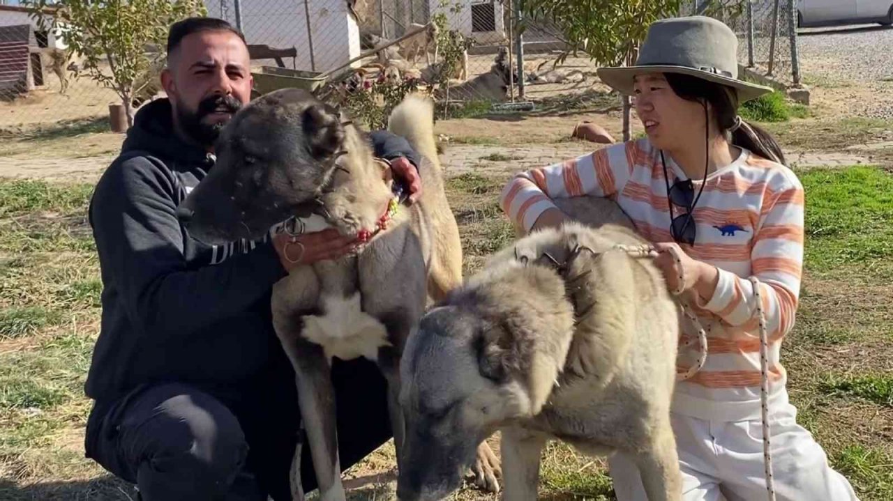 Anadolu Aslan’ı Çin’de boy gösterecek