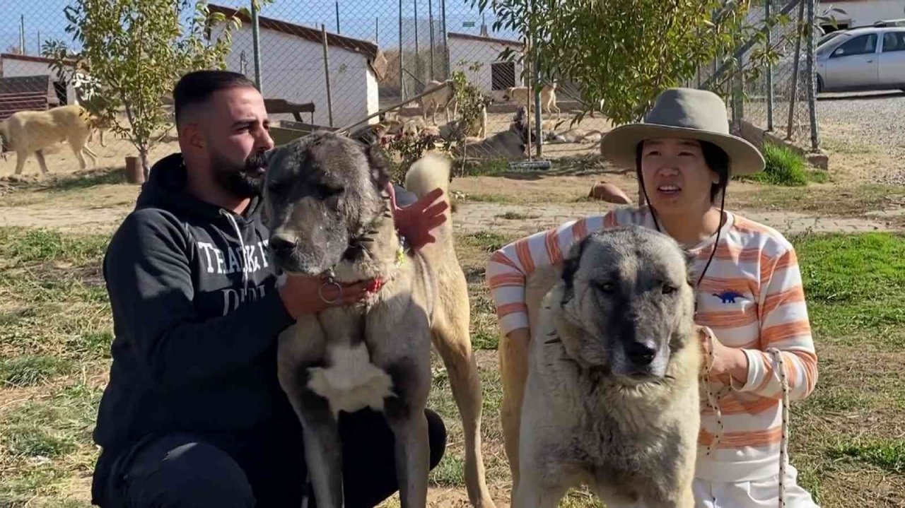 Anadolu Aslan’ı Çin’de boy gösterecek