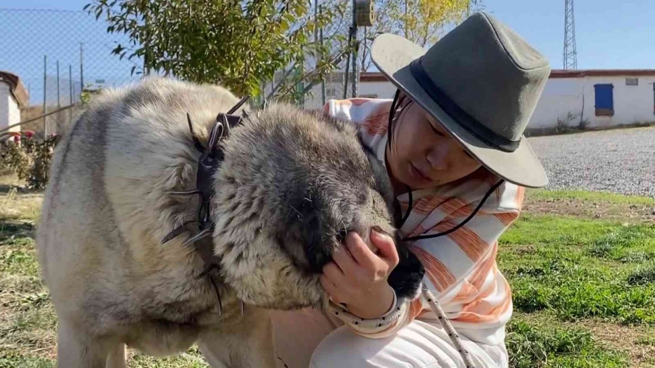 Anadolu Aslan’ı Çin’de boy gösterecek