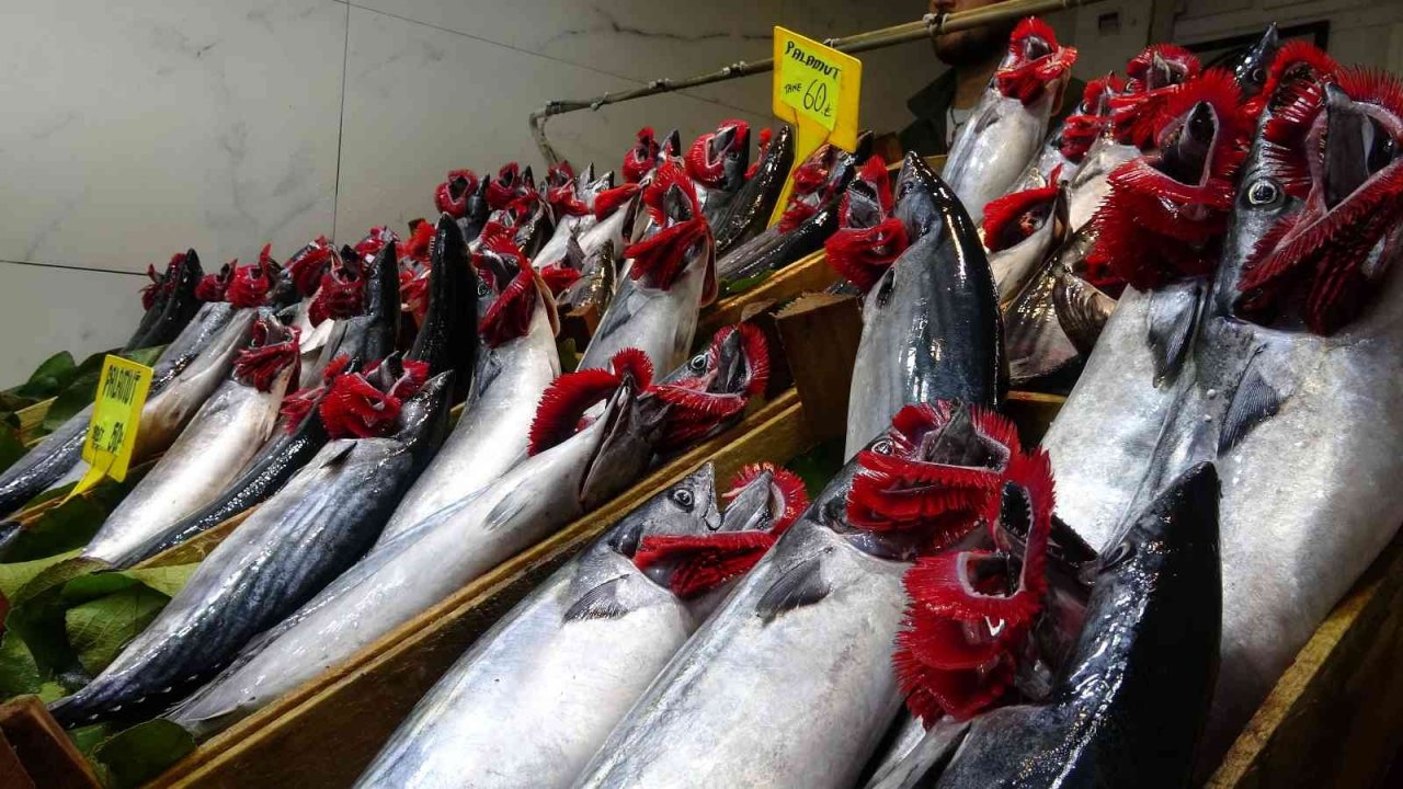 Palamudun bolluğu, hamsinin azlığına neden oldu