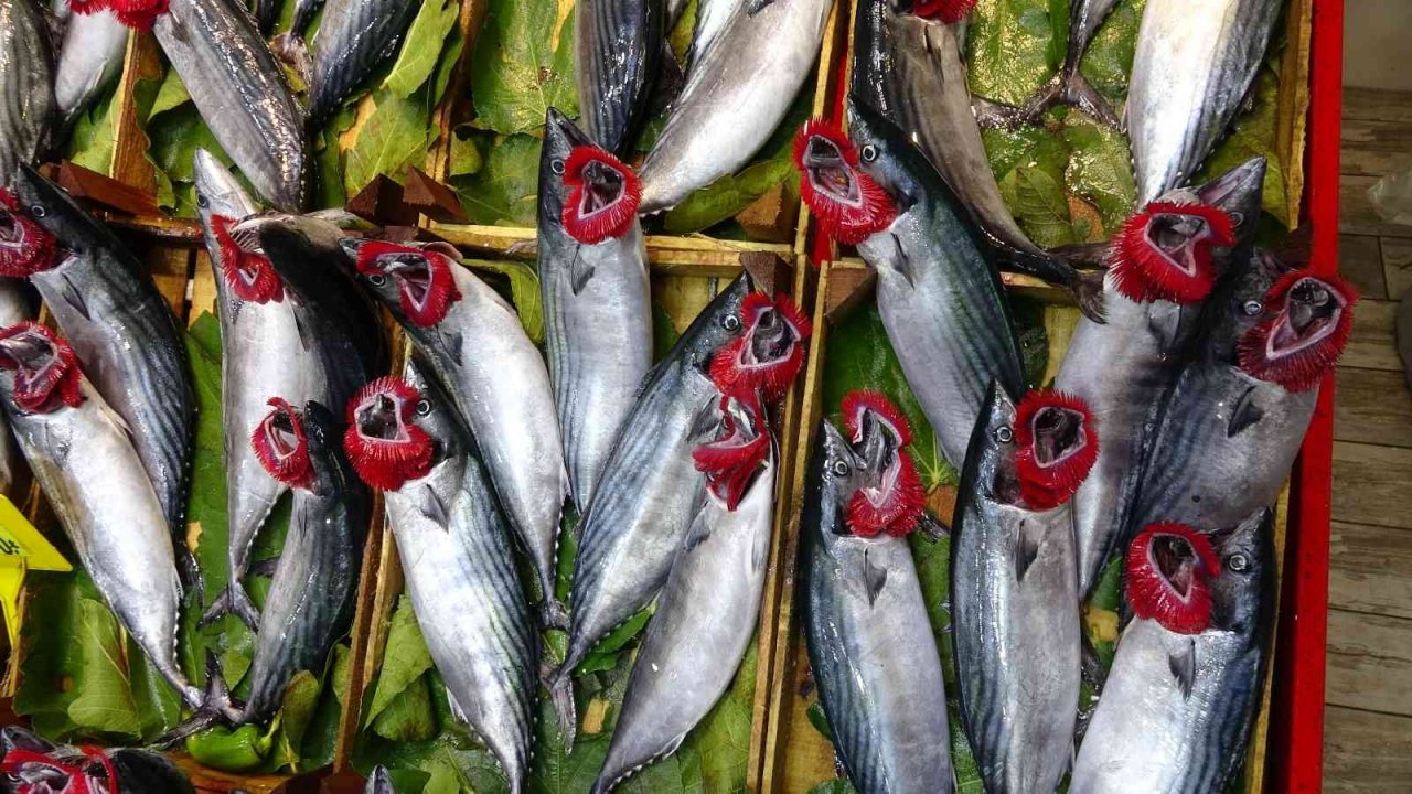 Palamudun bolluğu, hamsinin azlığına neden oldu