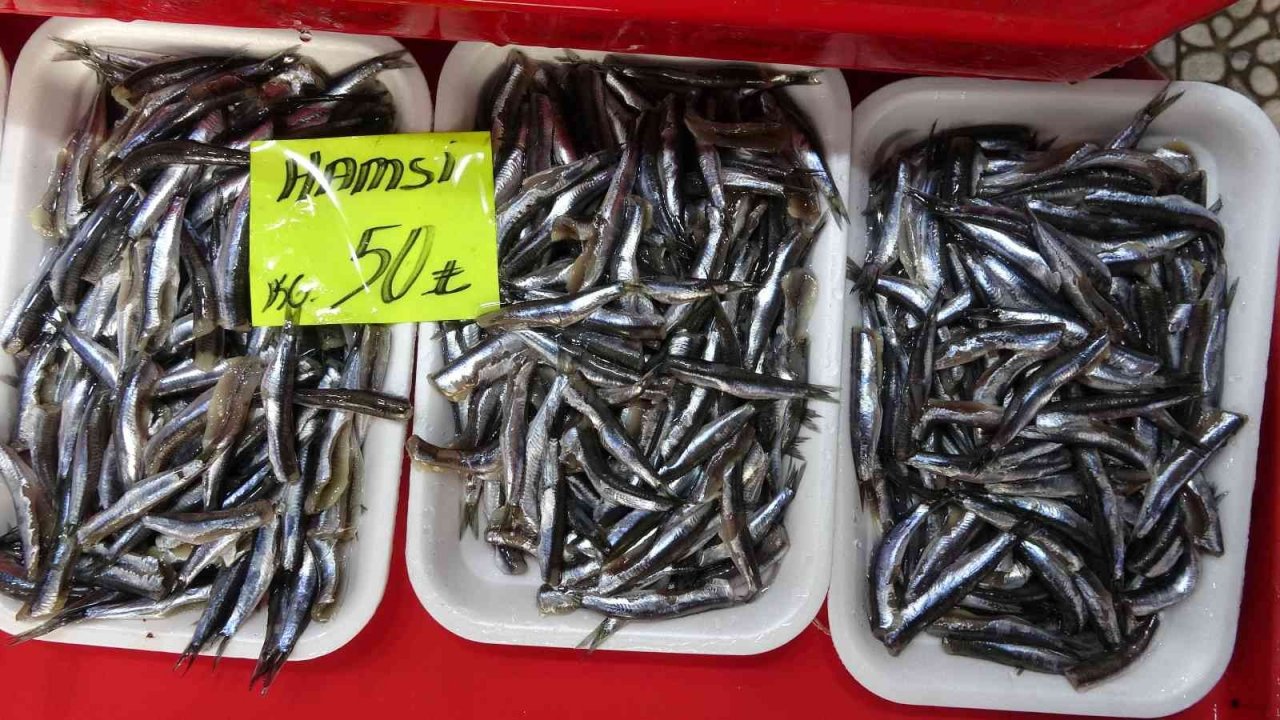 Palamudun bolluğu, hamsinin azlığına neden oldu