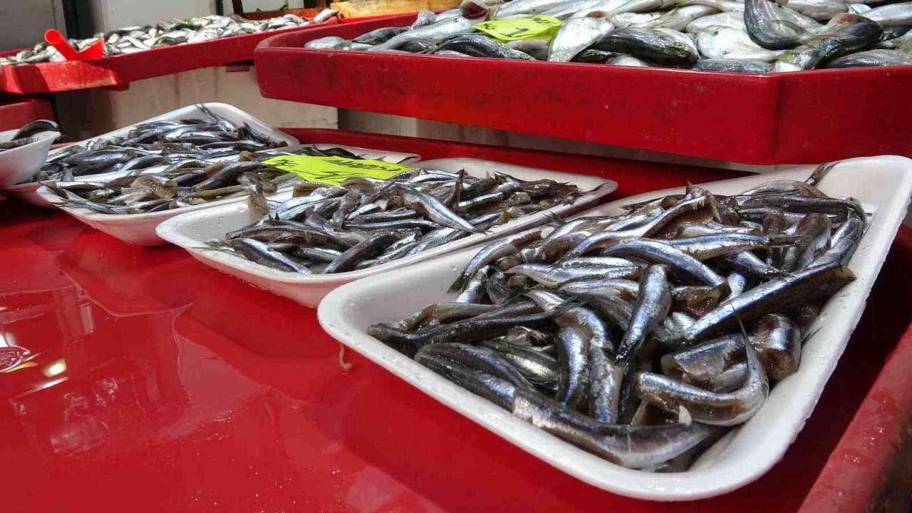 Palamudun bolluğu, hamsinin azlığına neden oldu