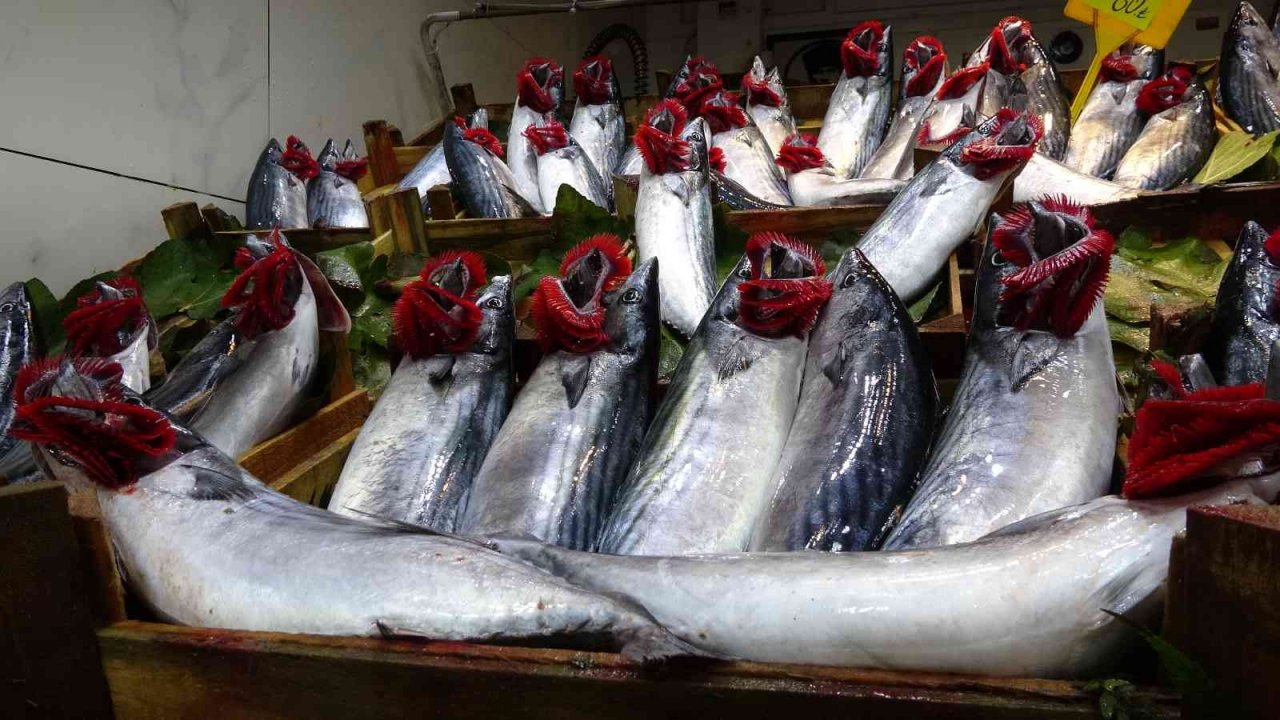 Palamudun bolluğu, hamsinin azlığına neden oldu