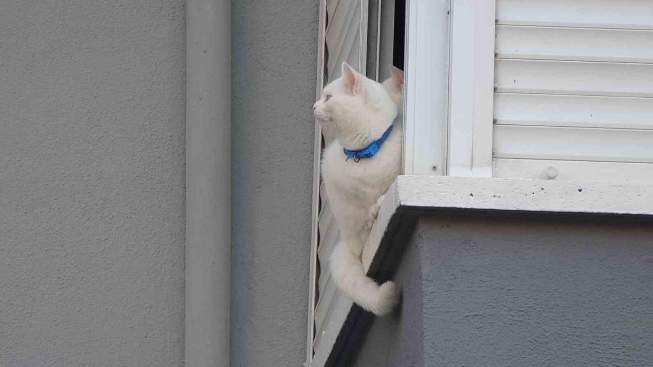Cama çıkan kediler polisi ve itfaiyeyi alarma geçirdi