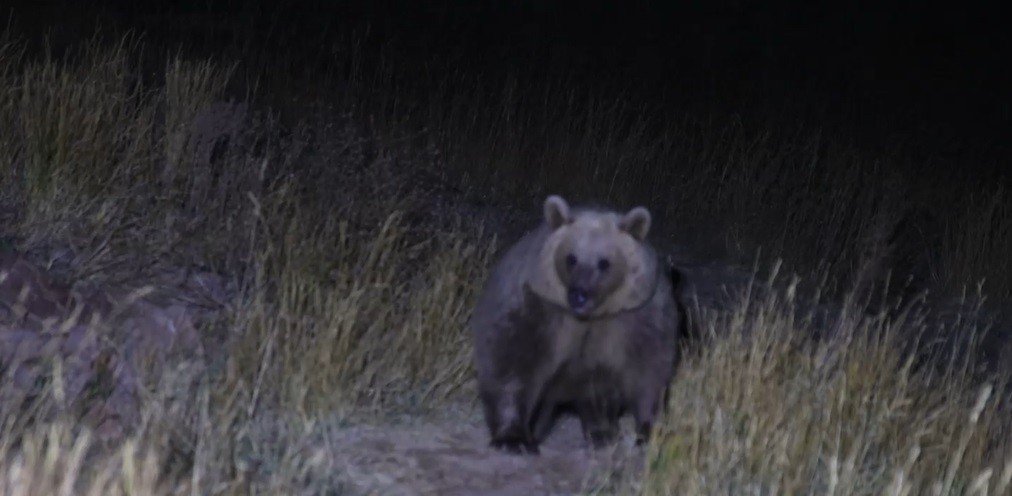 Piknikçilerin ayı ile imtihanı