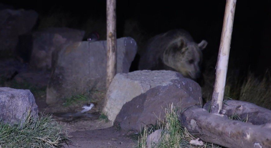Piknikçilerin ayı ile imtihanı