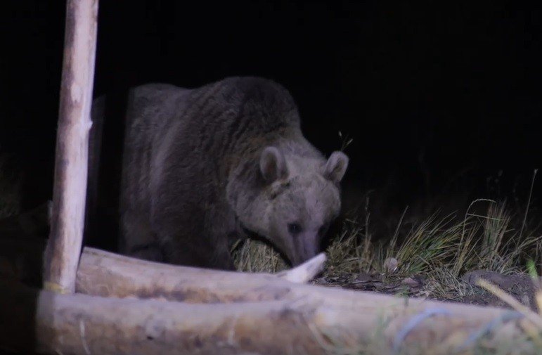 Piknikçilerin ayı ile imtihanı