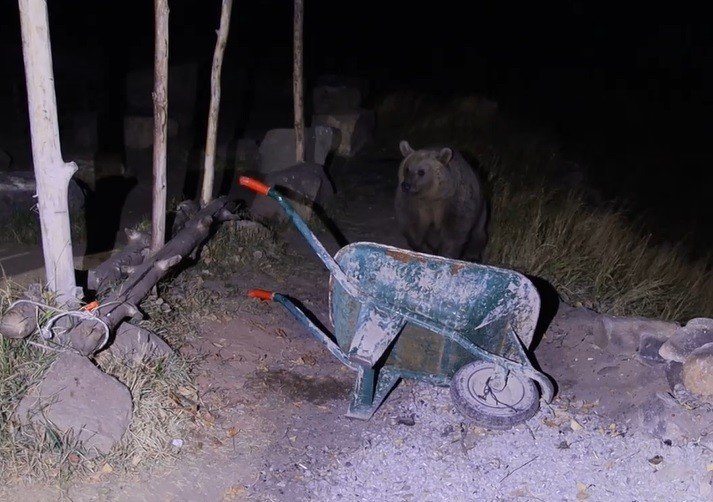 Piknikçilerin ayı ile imtihanı